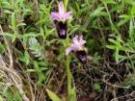 Ophrys bertolonii